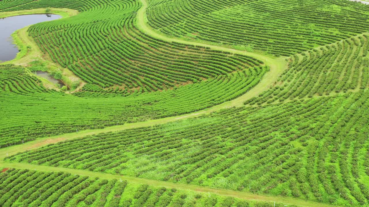 清莱省拥有郁郁葱葱的茶园自然美景视频素材