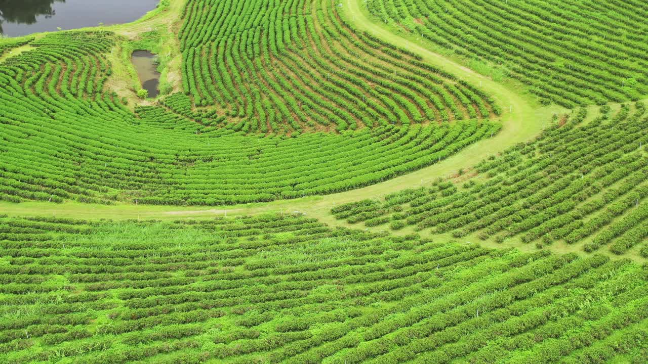 清莱连绵起伏的茶园视频素材