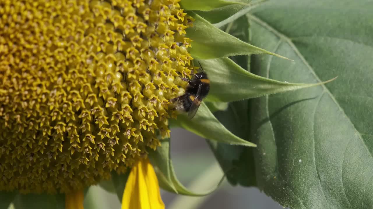 蜂蜜或大黄蜂从黄色向日葵上收集花粉视频素材