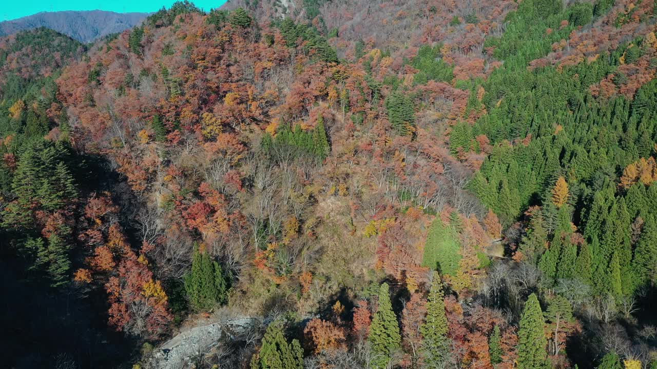 日本秋林季节视频素材