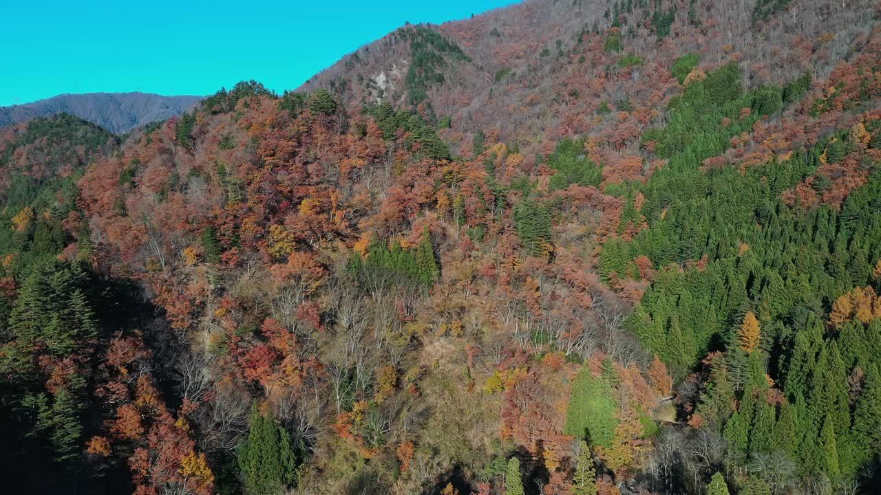 日本秋天的森林以宁静的美丽和宁静向你招手视频素材