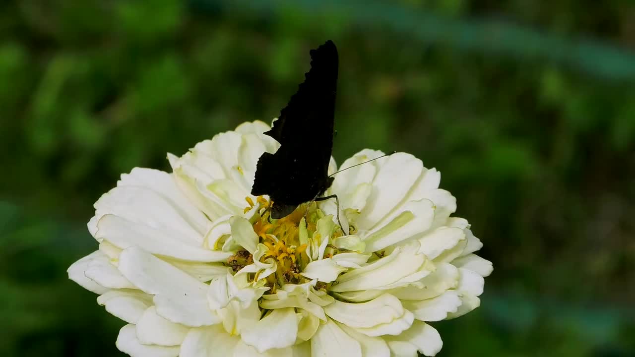 蝴蝶从一朵花上收集花粉。视频素材