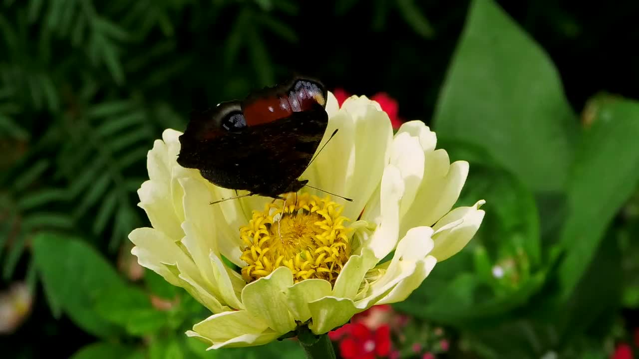 蝴蝶从一朵花上收集花粉。视频素材