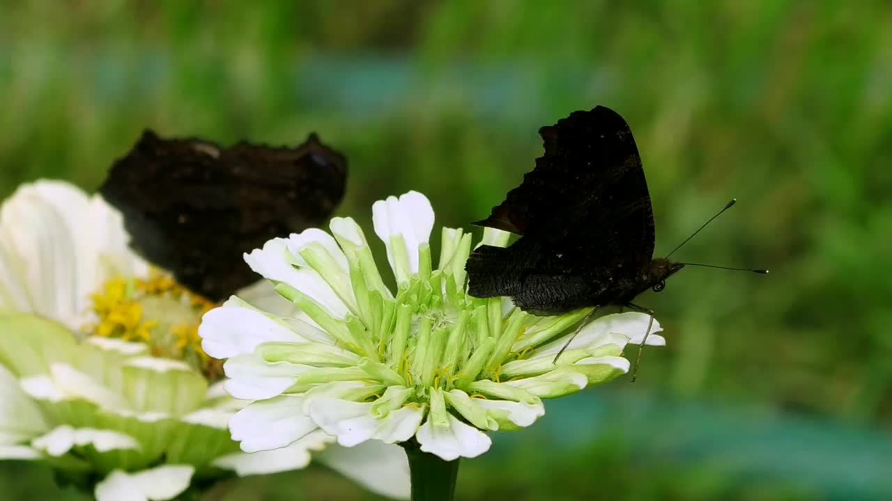 蝴蝶从一朵花上收集花粉。视频素材