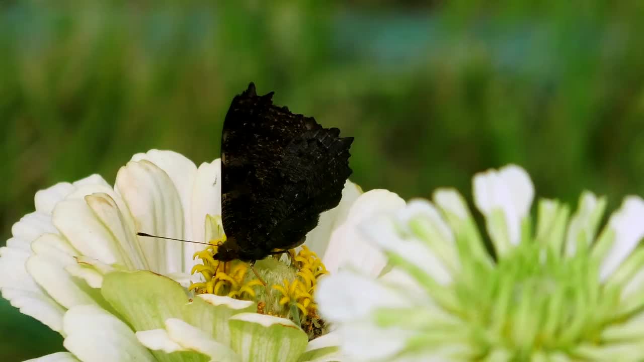 蝴蝶从一朵花上收集花粉。视频素材