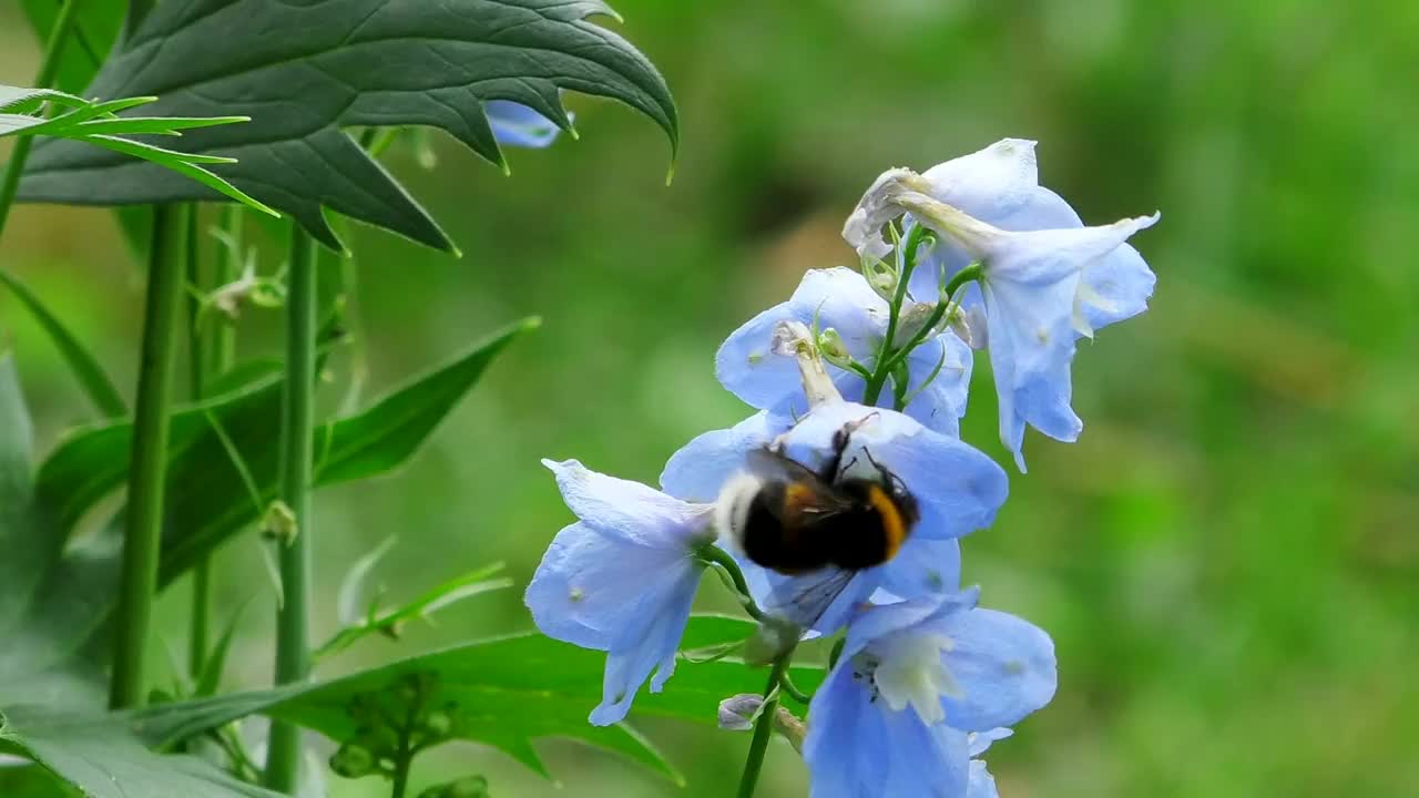 一只大黄蜂从一朵蓝色的花上收集花粉。视频素材