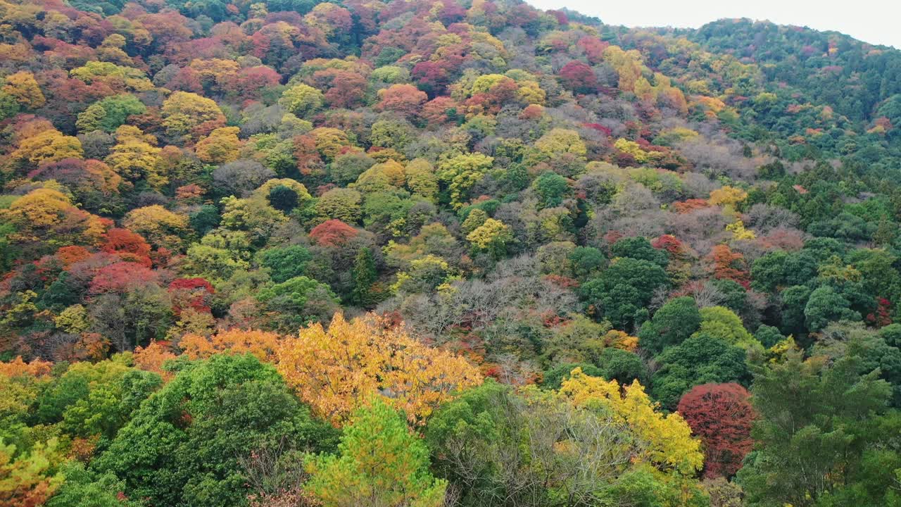 秋天，日本岚山的雄伟美景视频素材