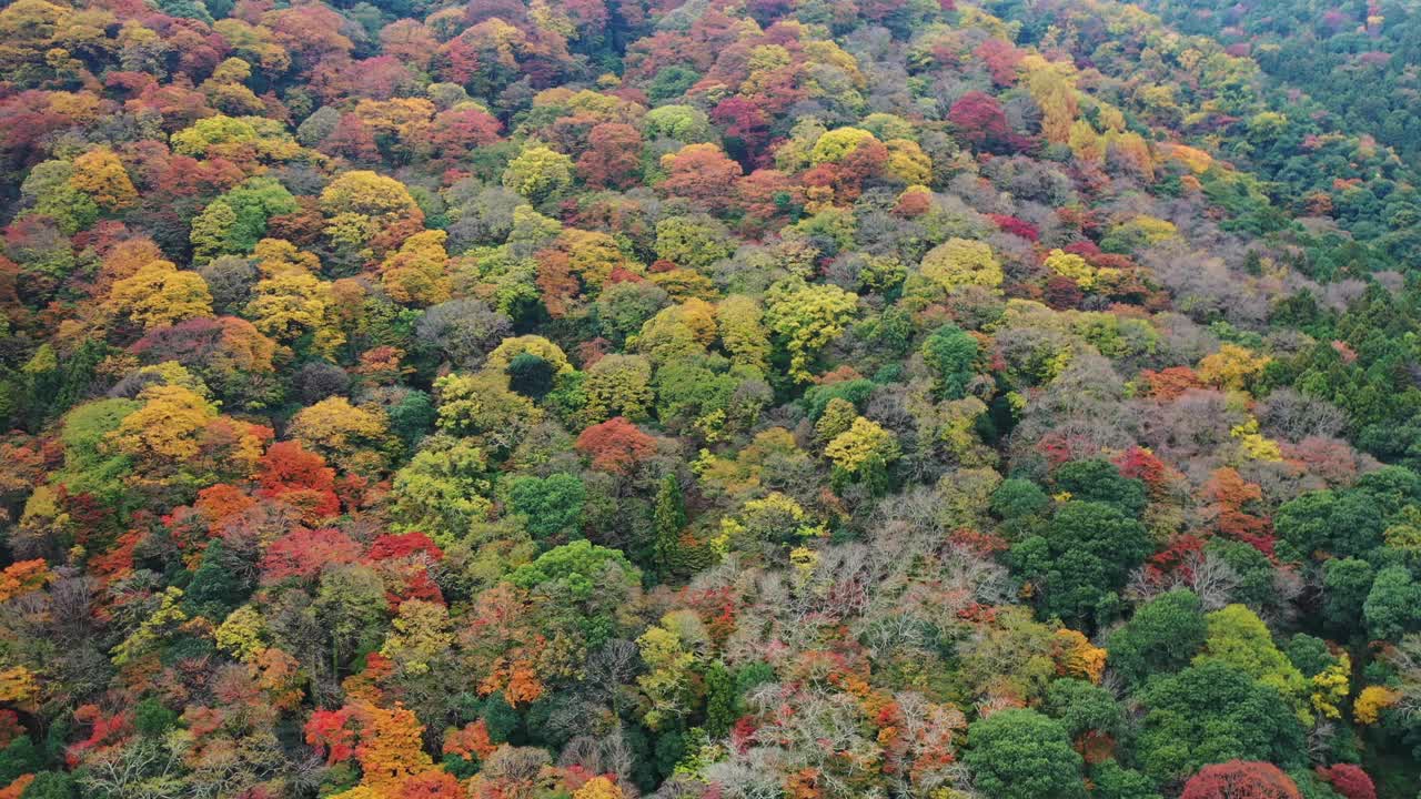 秋日宁静日本岚山视频素材