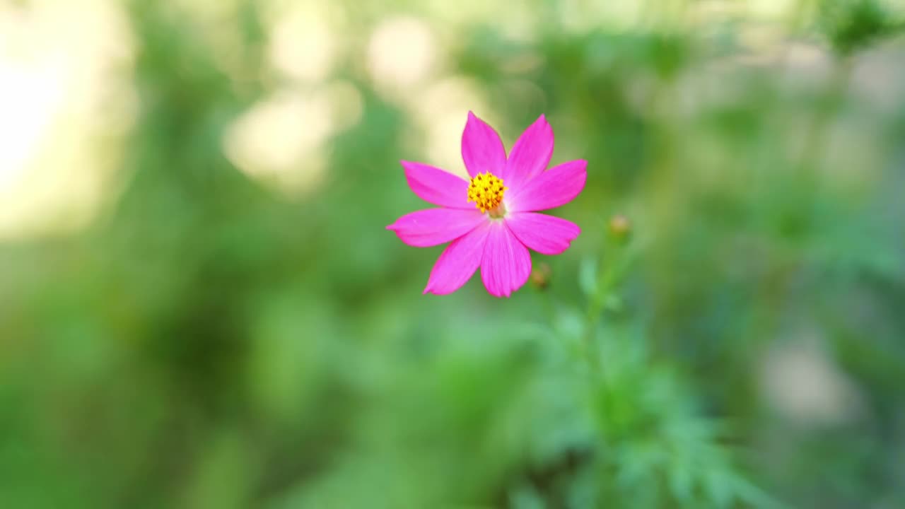 一个美丽的粉红色宇宙花的特写俯视图在阳光明媚的日子里在花园里随风摇曳视频素材