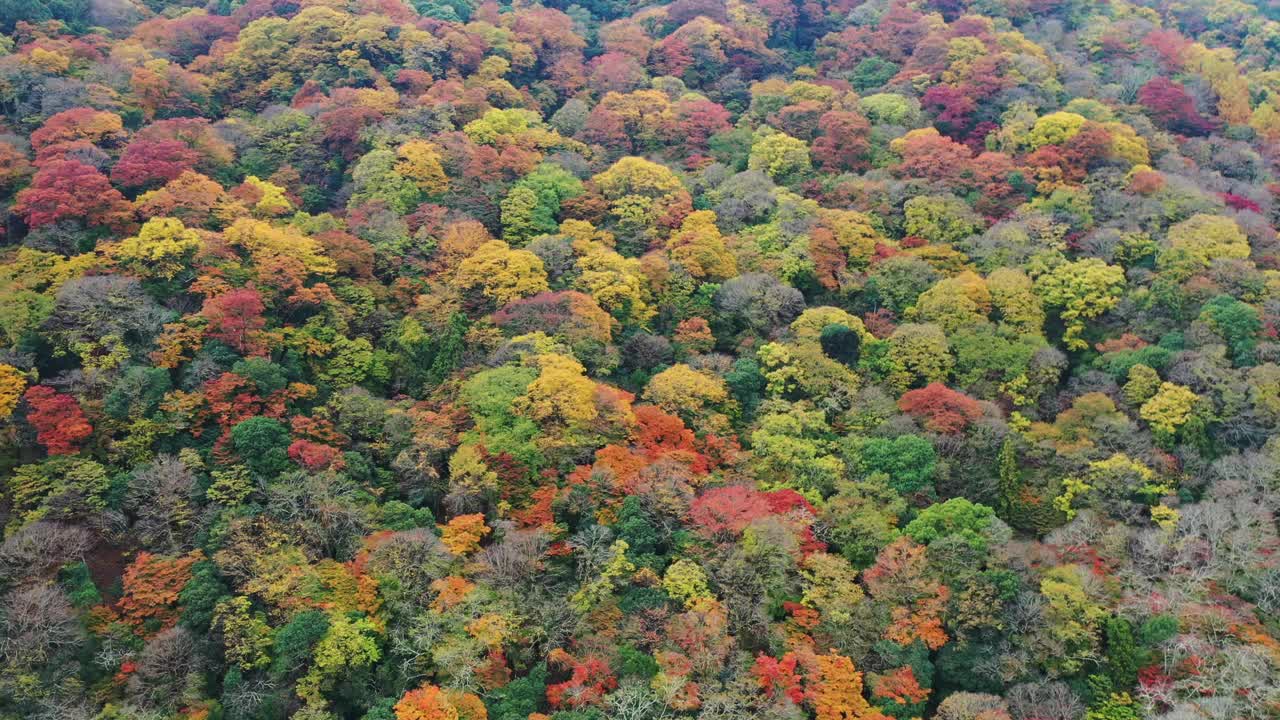 日本的岚山之秋视频素材