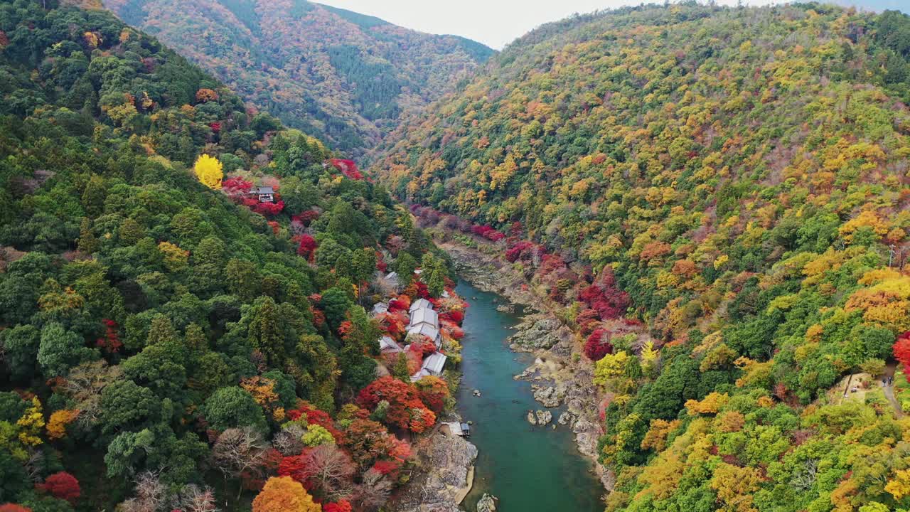 日本秋色的岚山视频素材