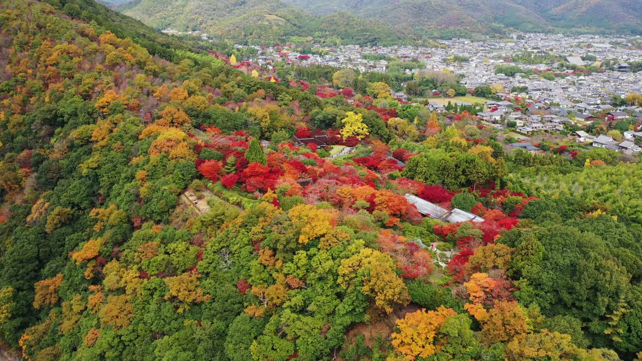 岚山生机勃勃的树叶奇观视频下载