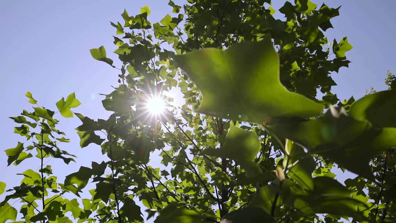 在有风的天气里长着绿色叶子的郁金香树视频素材