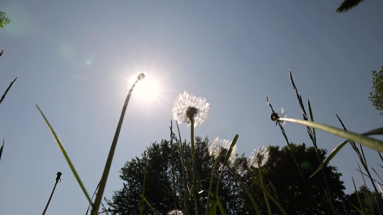 一片美丽的空地，有许多成熟的白色蒲公英视频素材