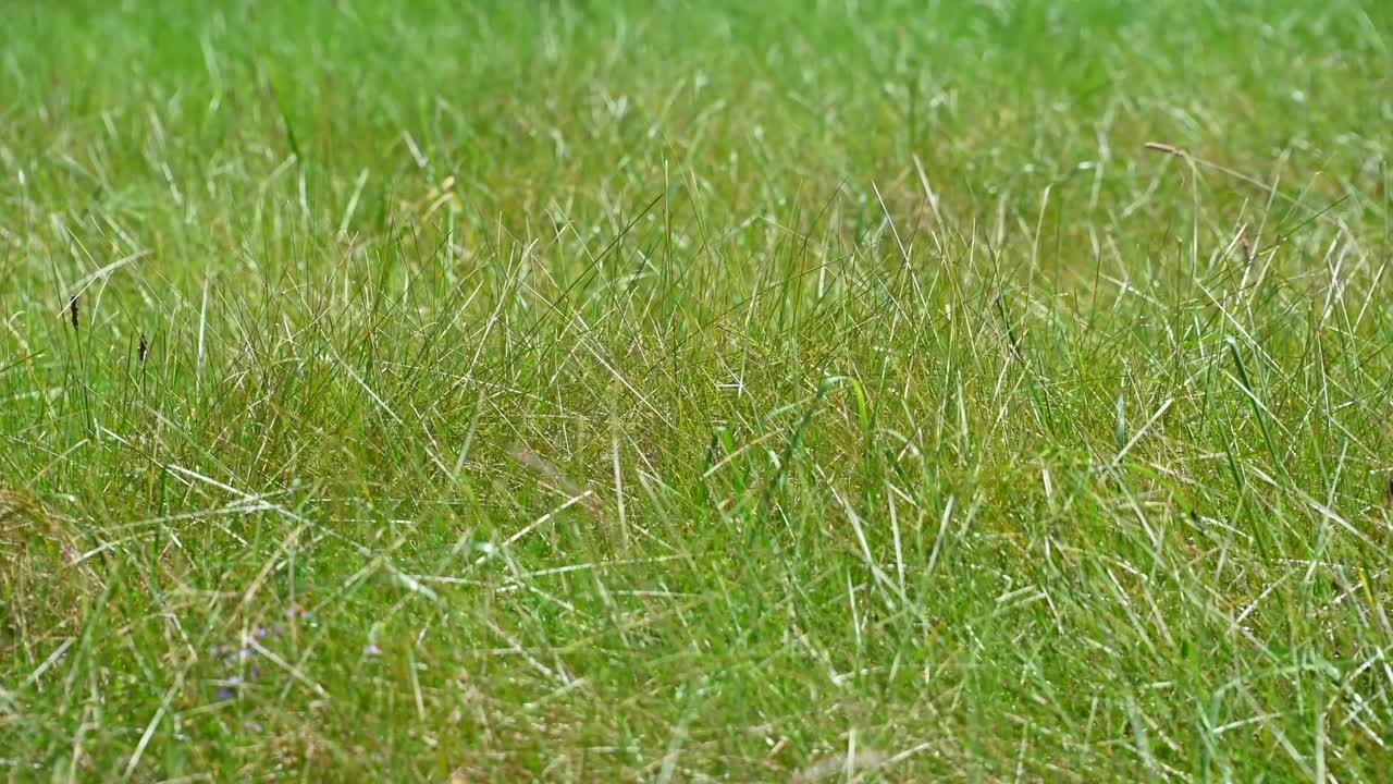 草地上随风飘动的草视频素材