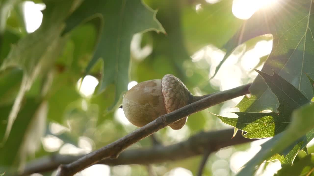 阳光明媚的日子里拍摄的小橡子视频下载