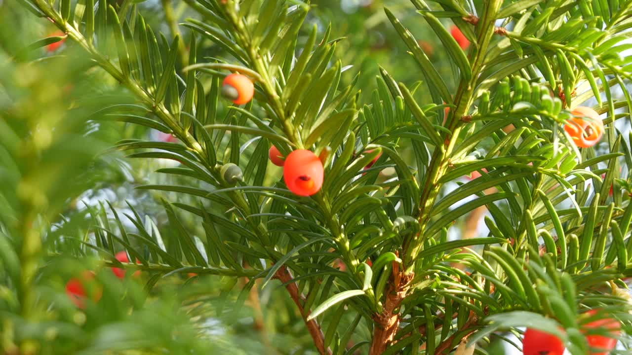 紫杉树枝的特写镜头视频素材