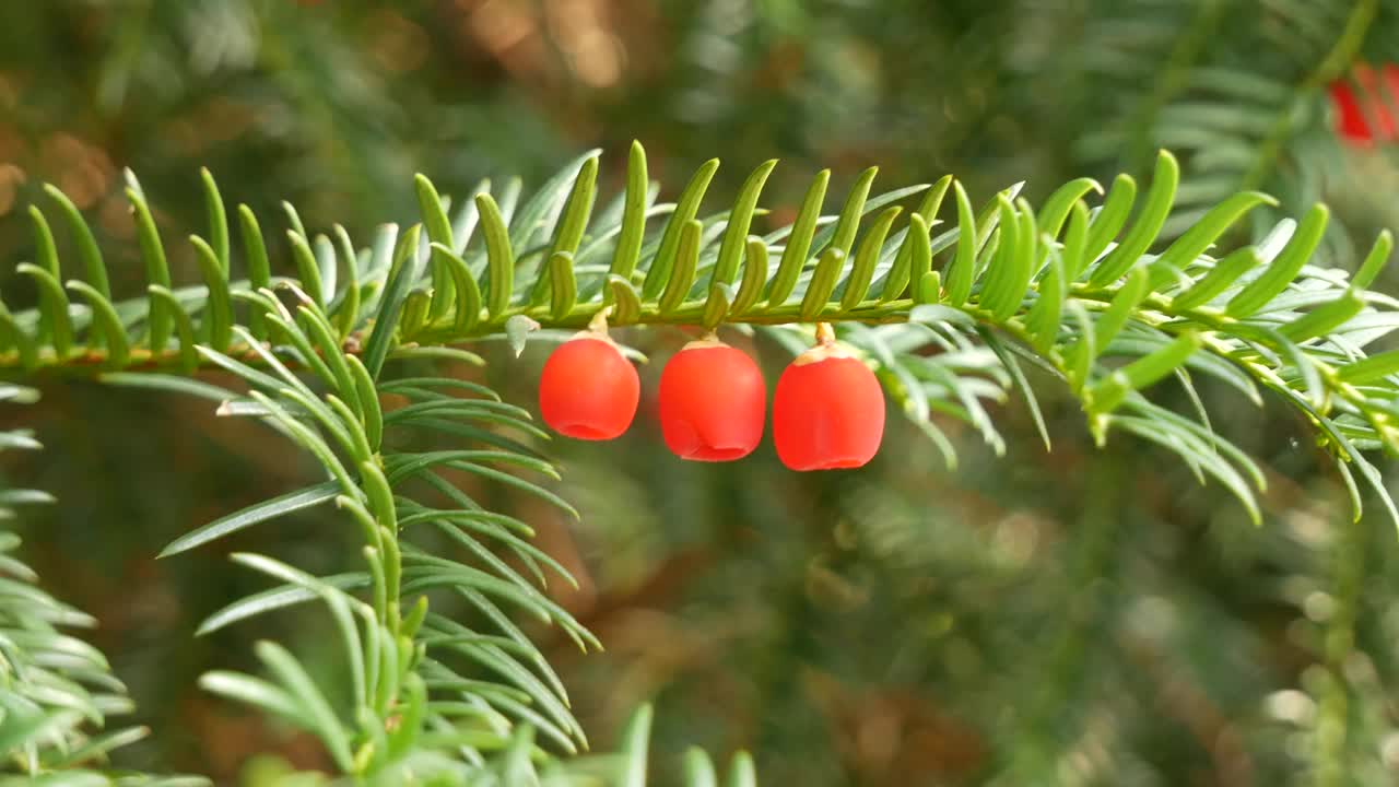 紫杉树枝的特写镜头视频素材