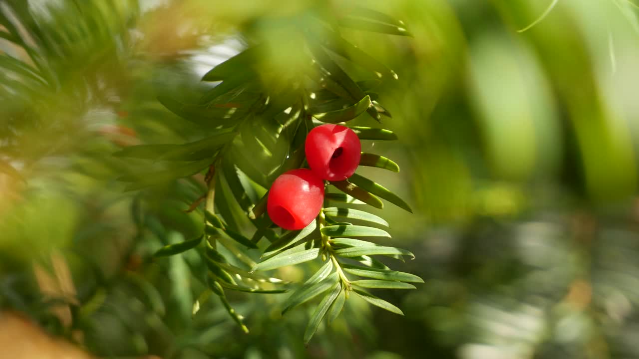 紫杉树枝的特写镜头视频素材