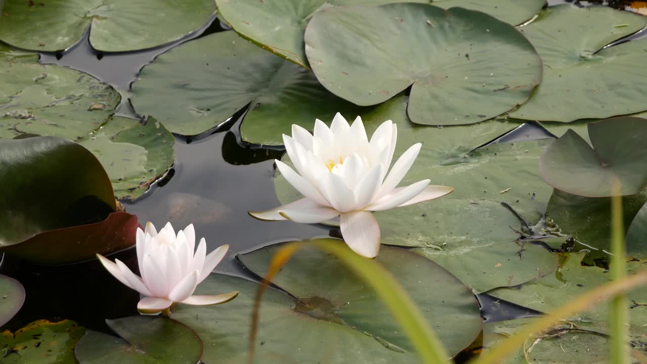 睡莲花的特写镜头视频素材