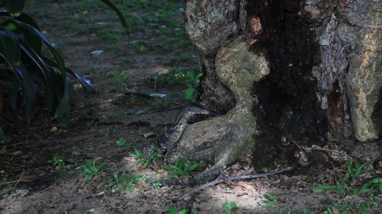 一只巨蜥爬在树下潮湿的地面上。视频素材