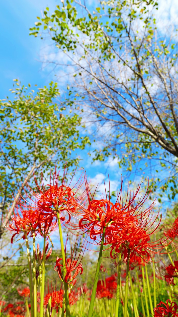 红蜘蛛百合或簇朱顶花盛开在蓝色的天空在秋天或秋天，户外或旅游背景，Higanbana或石蒜，垂直视频的智能手机镜头视频素材