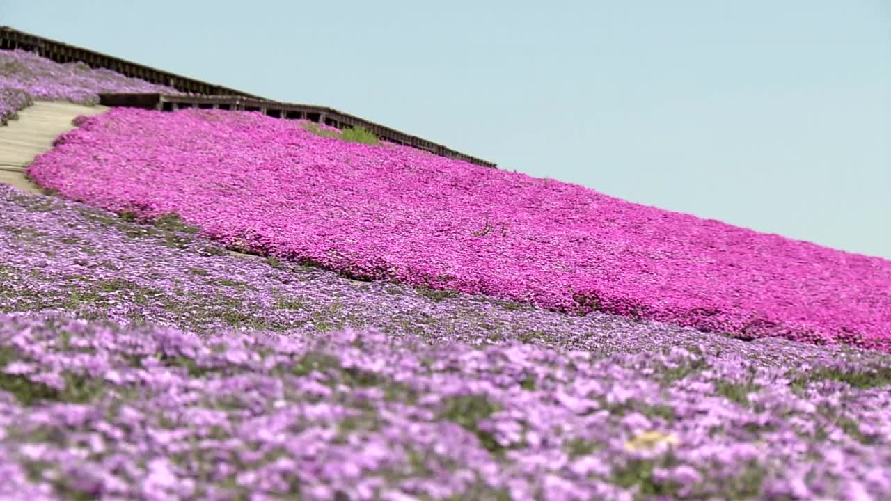 日本，千叶视频素材