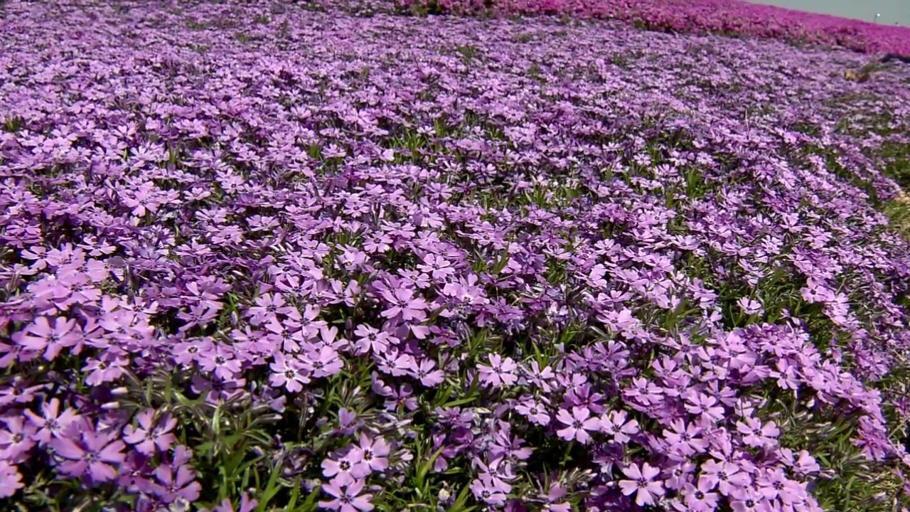 由GoPro拍摄，Moss Phlox，千叶，日本视频素材