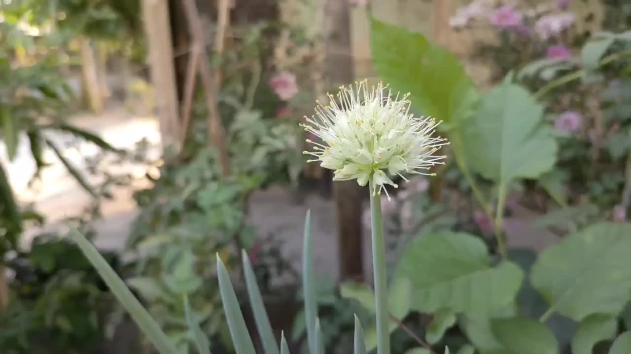 韭菜花在院子里盛开视频素材