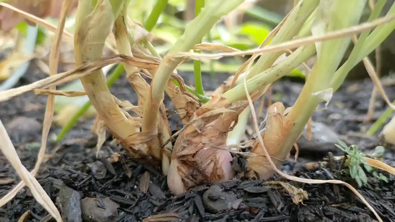 大葱种植视频素材