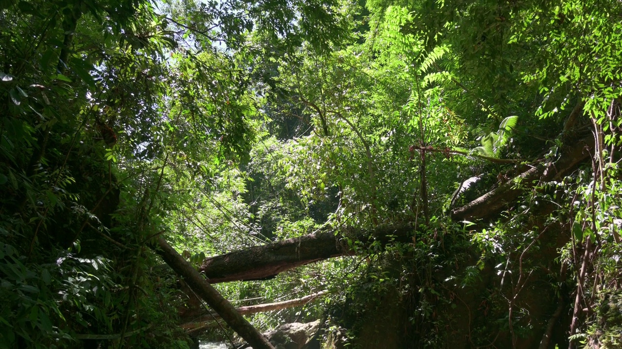 茂密的绿色森林和小瀑布在夏天的景色。阳光下，水从山上流过，周围是郁郁葱葱的植物。视频素材