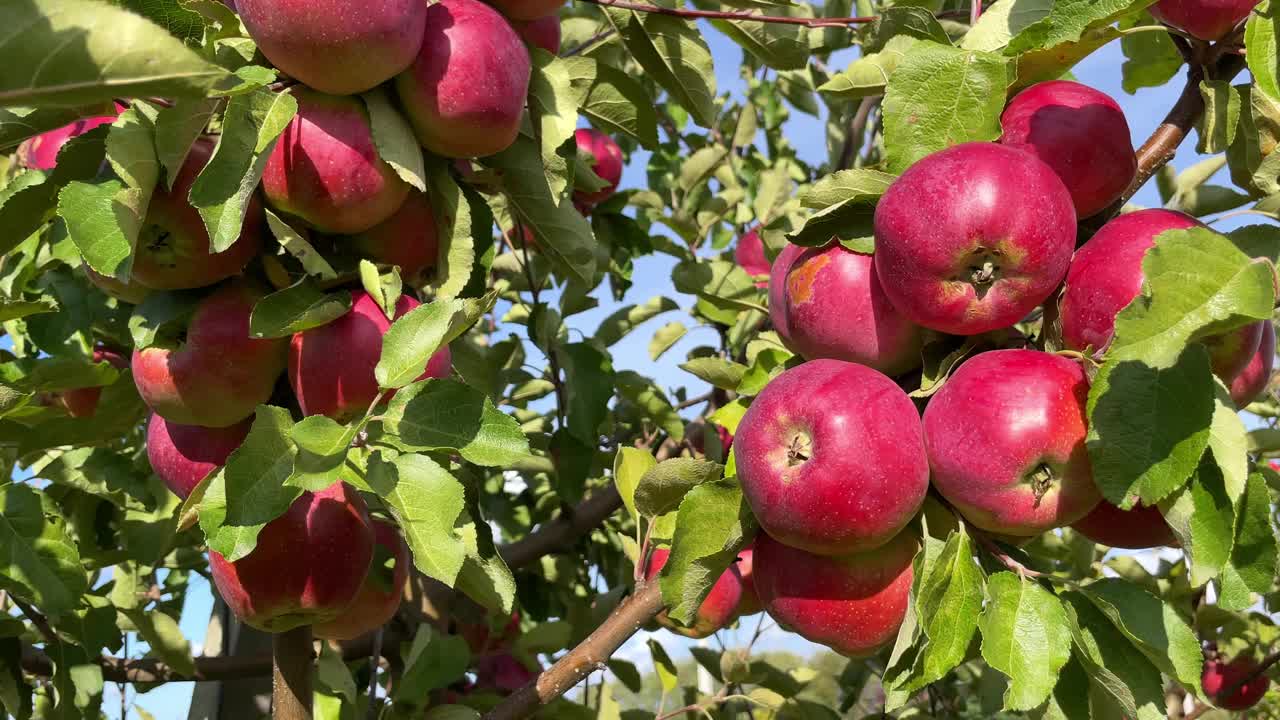 苹果收获。特写镜头。果园里挂着红的、成熟的、多汁的苹果。秋天。农业、园艺。视频素材
