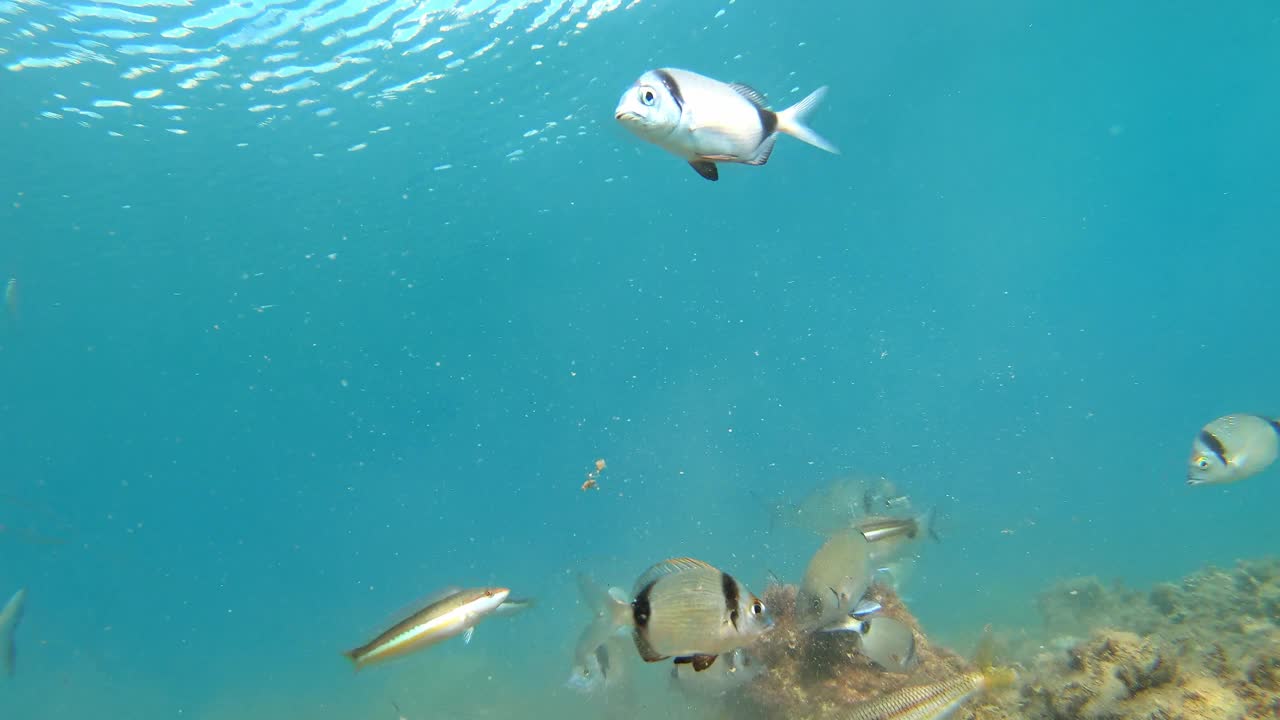 不同种类的鱼在海底吃，靠近水面，地中海，帕拉莫斯，布拉瓦海岸，西班牙加泰罗尼亚视频素材