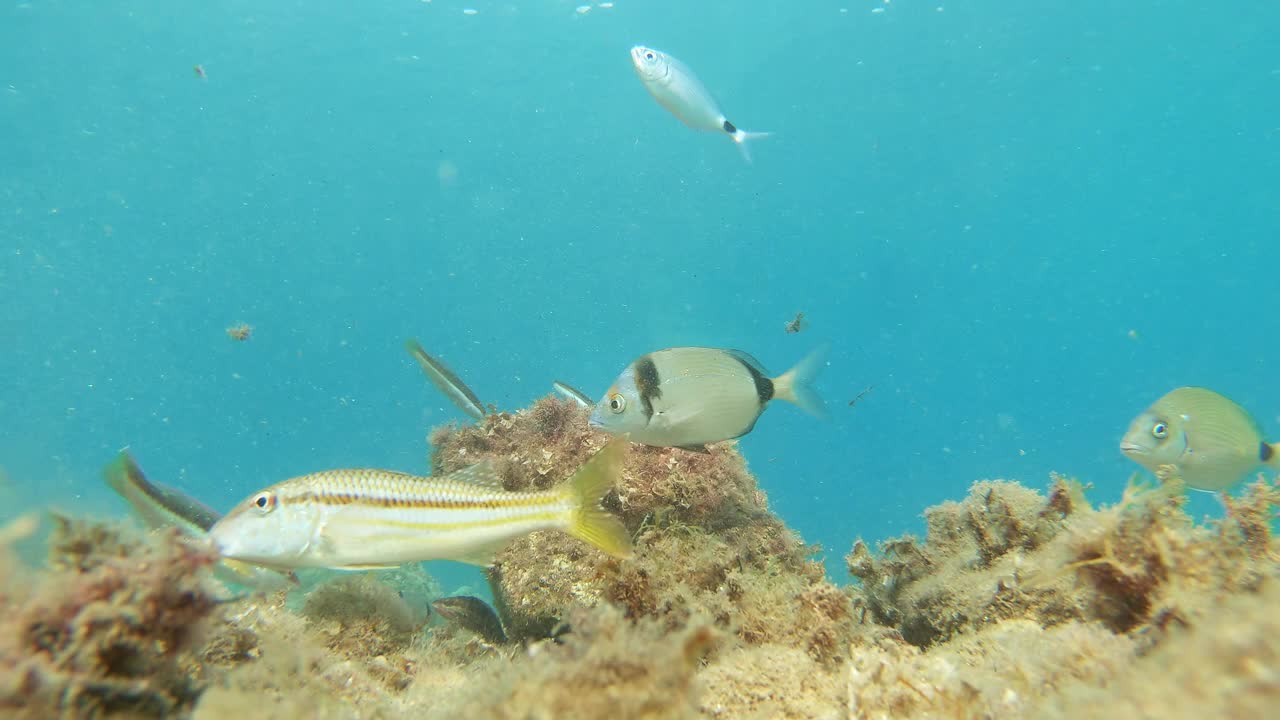 不同种类的鱼在海底吃，靠近水面，地中海，帕拉莫斯，布拉瓦海岸，西班牙加泰罗尼亚视频素材