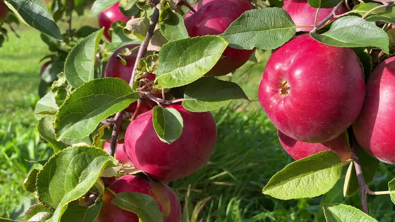 苹果收获。特写镜头。果园里挂着红的、成熟的、多汁的苹果。秋天。农业、园艺。视频素材