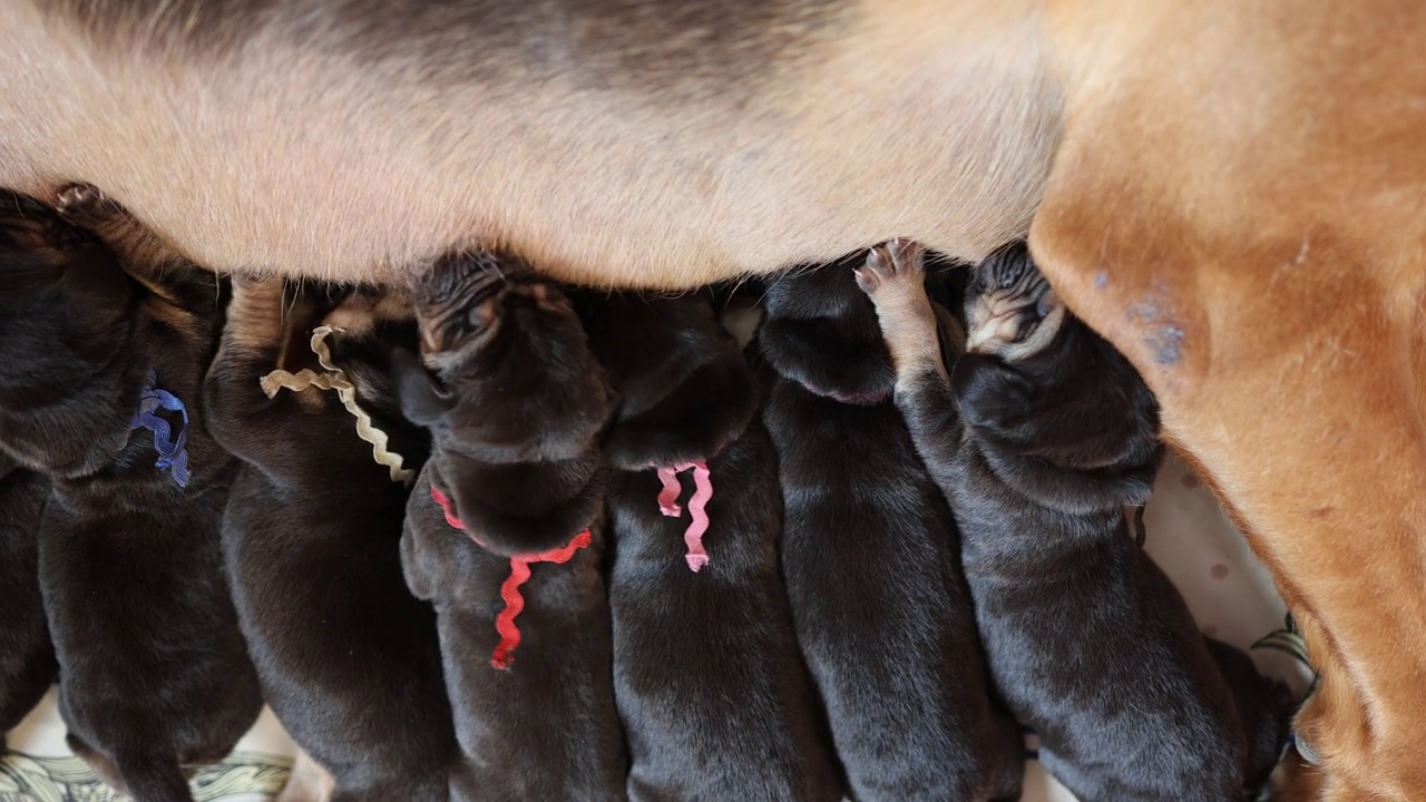 哺乳新生猎犬幼犬视频下载