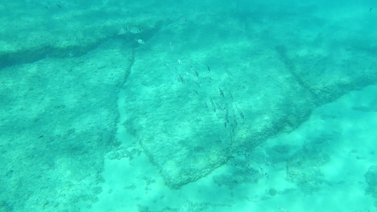 不同种类的鱼在海底吃，靠近水面，地中海，帕拉莫斯，布拉瓦海岸，西班牙加泰罗尼亚视频素材