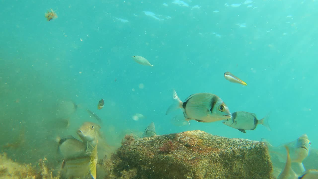 不同种类的鱼在海底吃，靠近水面，地中海，帕拉莫斯，布拉瓦海岸，西班牙加泰罗尼亚视频素材