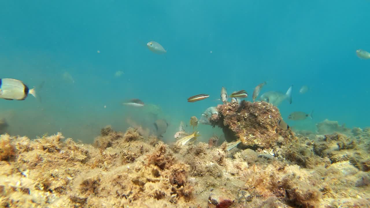 不同种类的鱼在海底吃，靠近水面，地中海，帕拉莫斯，布拉瓦海岸，西班牙加泰罗尼亚视频素材