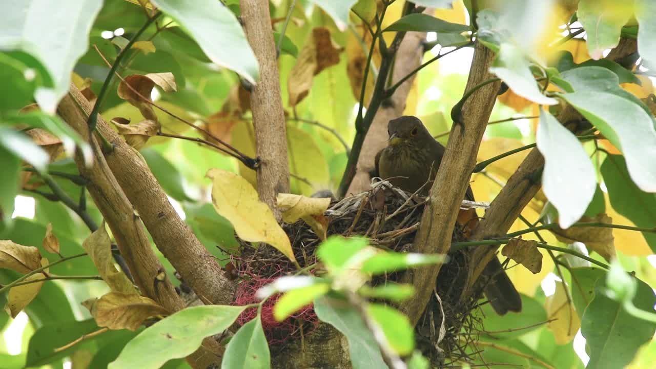 一对红腹画眉(Turdus rufiventris)正在用蚯蚓喂小鸡视频素材