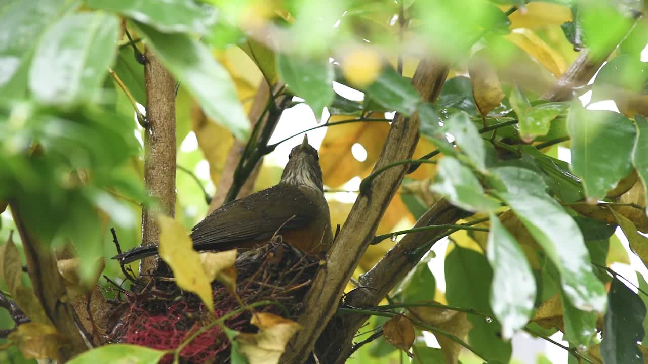 一对红腹画眉(Turdus rufiventris)在雨中在巢中喂小鸡视频素材