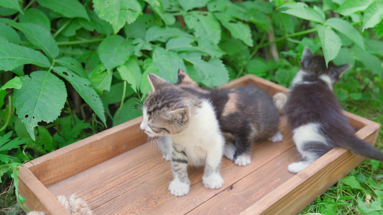 大自然公园里可爱的白斑猫，和兄弟姐妹们一起站在户外的木托盘上。几只毛茸茸的小猫在后院的草地上玩耍。4 k。视频素材