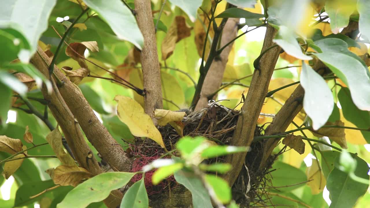 红腹画眉(Turdus rufiventris)在树窝里用蠕虫喂养雏鸟视频素材