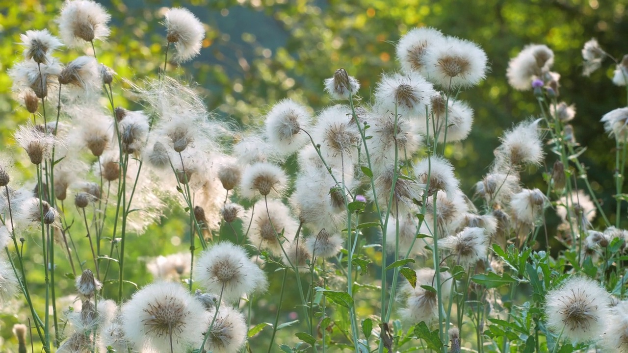 白色蓬松的野花，类似蒲公英田奶蓟在日落时随风摇曳4K Sonchus arvensis，田蓟，多年生蓟，玉米母猪或猪蓟，Dindle Gutweed视频下载