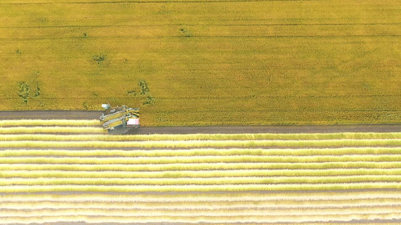 农用拖拉机是农用干燥饲料作物成熟的温床视频素材