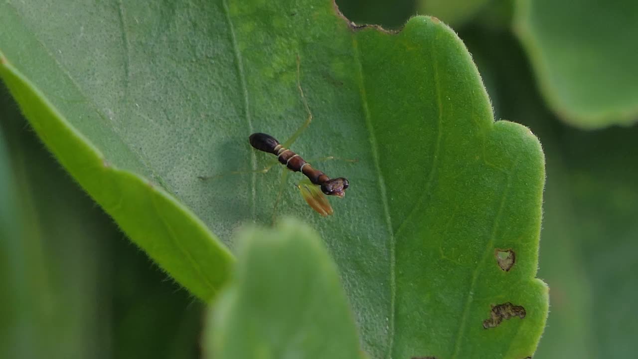 热带雨林绿叶上的黑色昆虫。视频素材