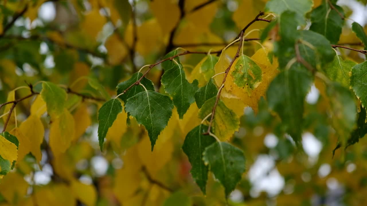 季节的变化。秋天，白桦树落叶黄绿相间的背景。中性、自然色彩的图案。简约、时尚、潮流概念。视频下载