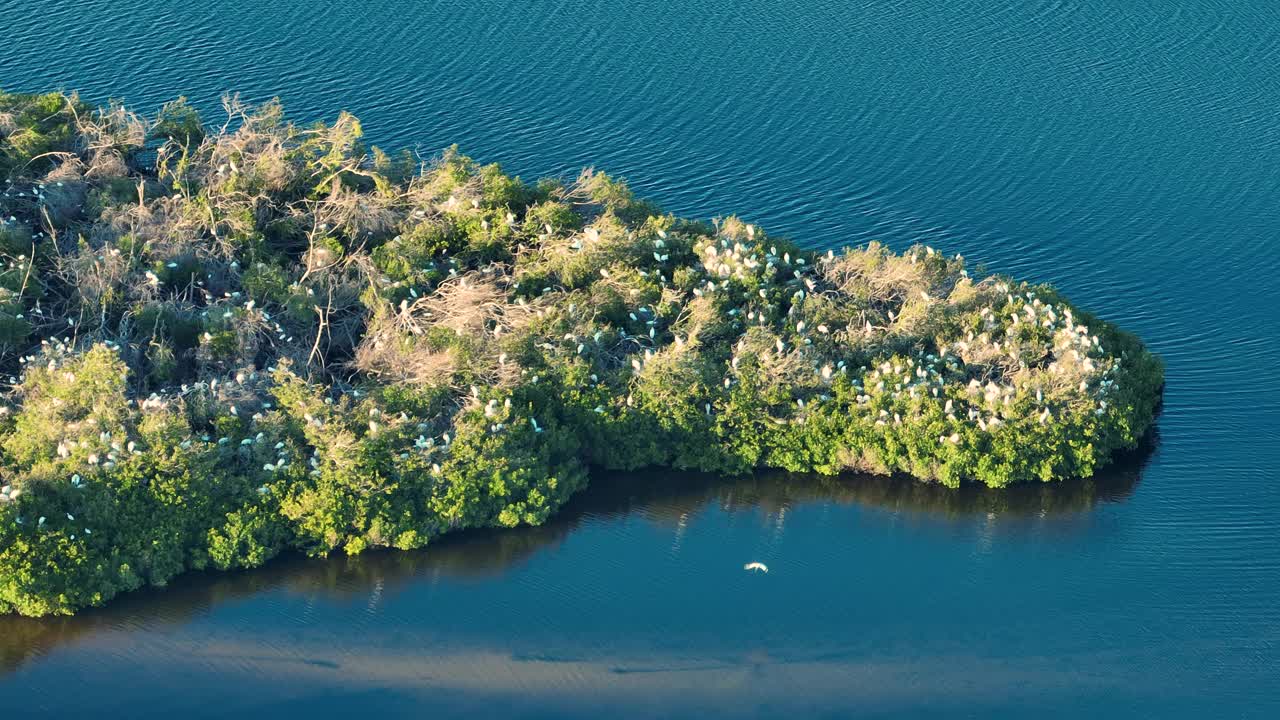 佛罗里达湿地，海湾水域之间的绿色沼泽植被上有一群白鹭和苍鹭。鸟瞰自然栖息地的野生动物视频素材