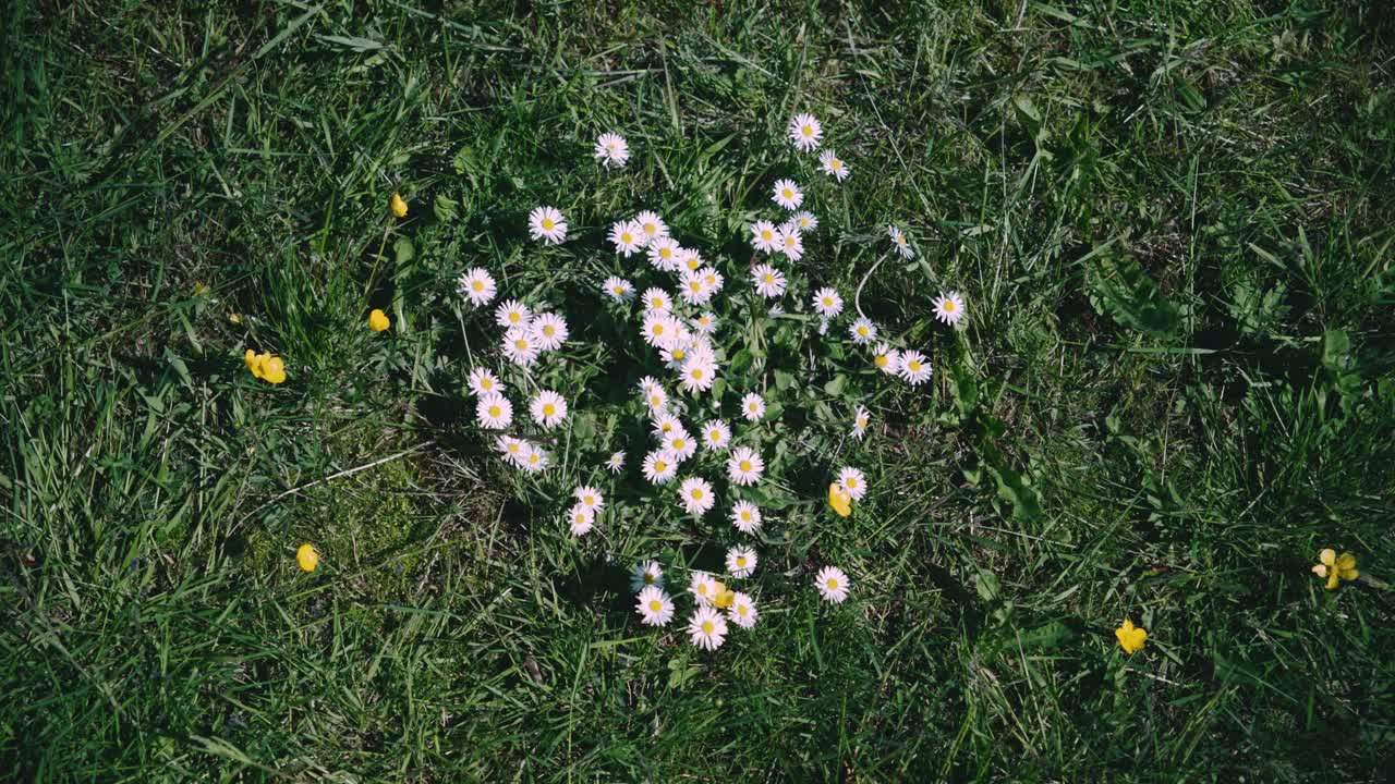 在草地上的雏菊花(Bellis Perennis)在阳光明媚的大风天，手持视频素材