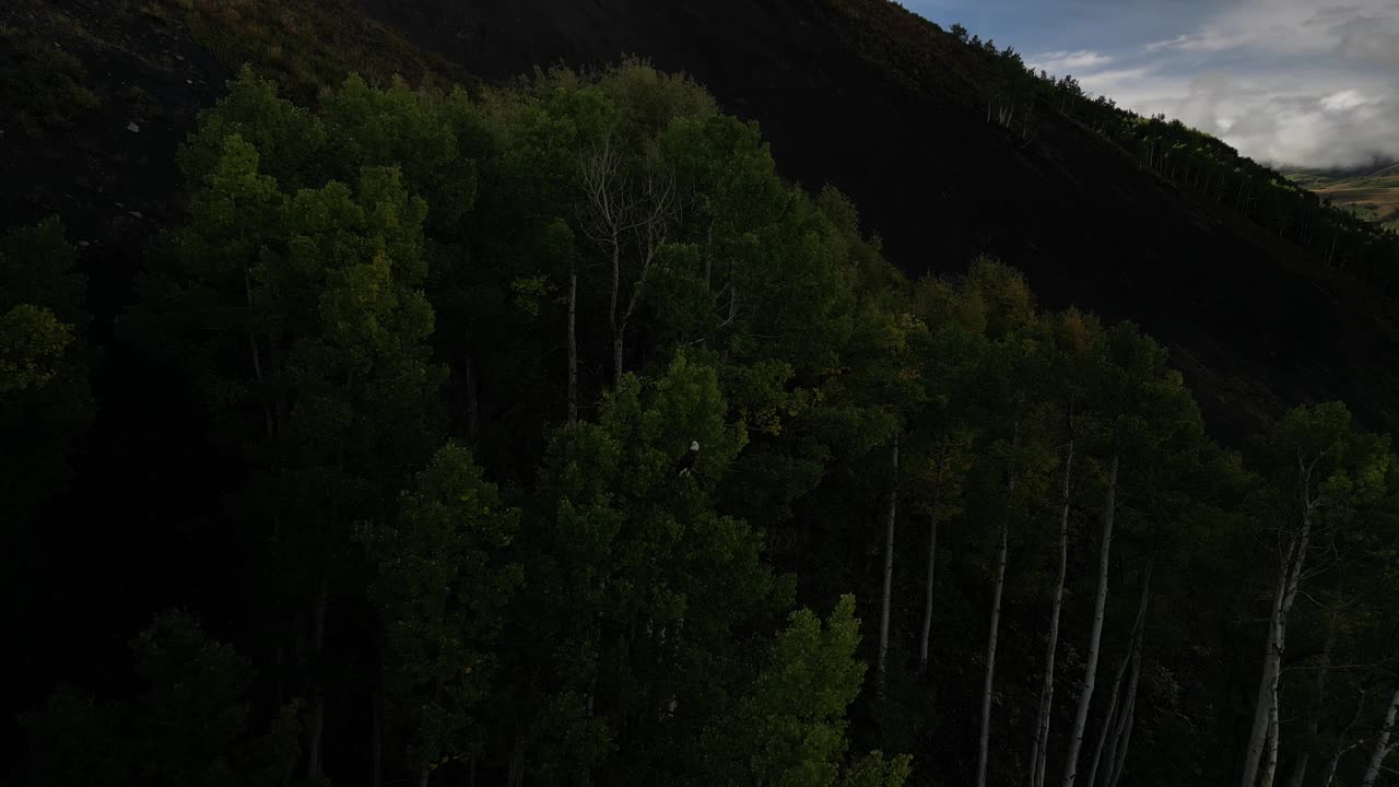 秃头鹰坐在松树上的航拍图，在科罗拉多州的群山中视频素材